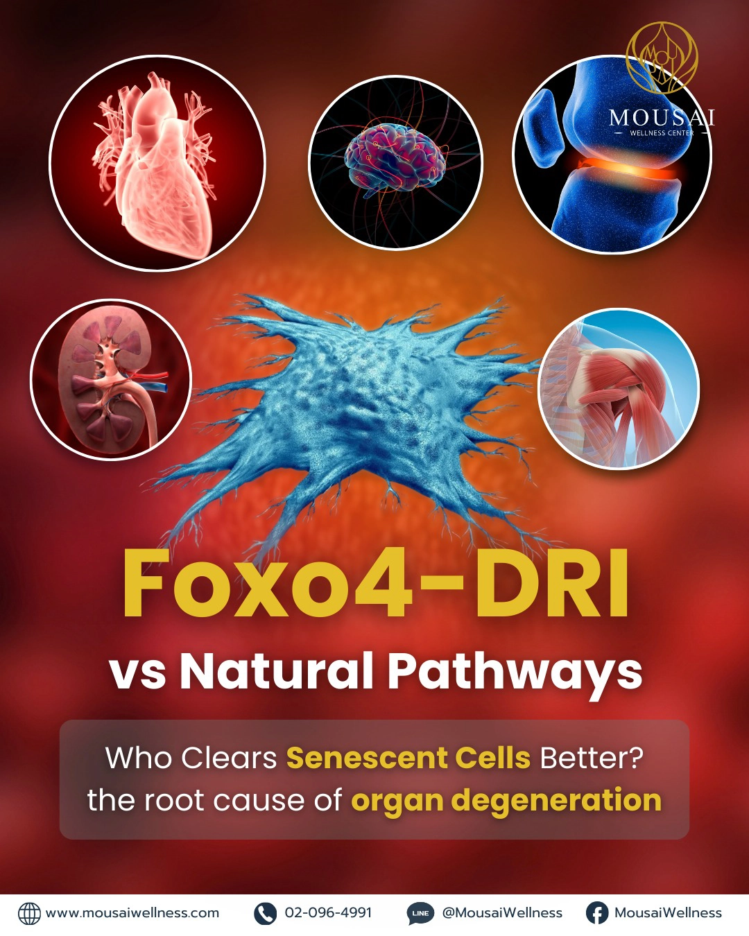 As we age, the body accumulates Senescent Cells